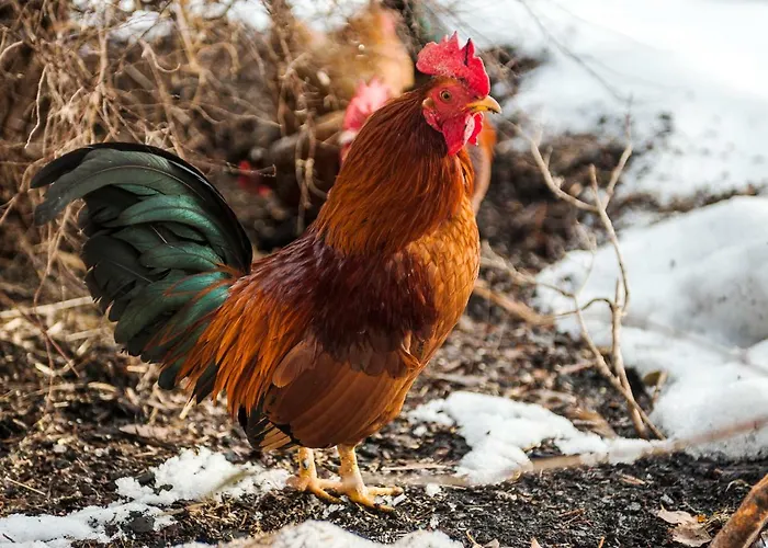 Ramsbergerhof Ramsau am Dachstein